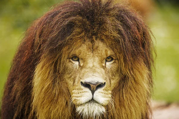 Lion Panthera Leo Close Portrait — Stock fotografie