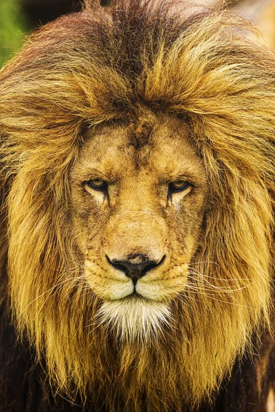 Lion Panthera Leo Close Portrait — 图库照片