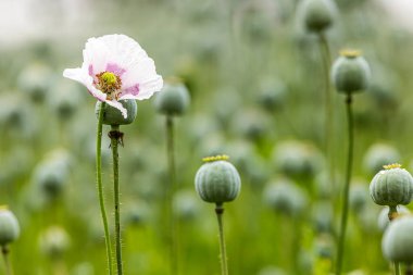 Büyük yeşil gelincik tarlası, sığ tarlalar ve bir çiçekle kafaların detaylarıyla.