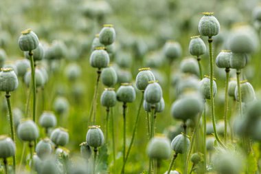 Büyük yeşil haşhaş tarlası, sığ alan derinliğine sahip kafaların detaylarıyla