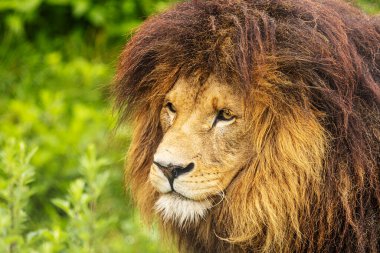 Aslan (Panthera leo) yakın plan ve kenar portre
