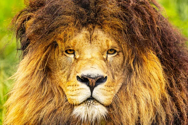 Panthera Leo Majestic Lion Magnificent Mane — Stock fotografie