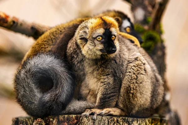 Two Lemurs Sitting Trunk Huddling Together — Stock Photo, Image