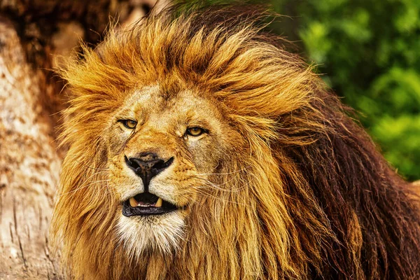 Lion Panthera Leo Sucks Odours Air — Stock fotografie
