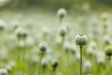Yeşil gelincik tarlası, sığ alan derinliğine sahip kafaların detaylarıyla