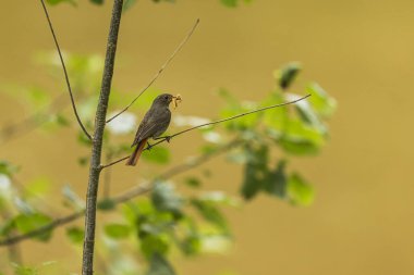 dişi siyah kırmızıburun (Phoenicurus ochruros) gagasında bir sürü böcek bulunur.