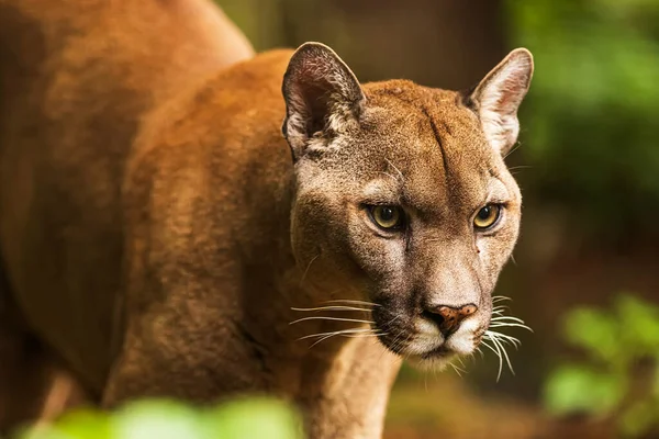 Cougar (Puma concolor), puma, dağ aslanı, panter veya katkı