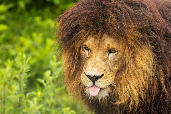 Lion Panthera Leo Nice Portrait — Stock fotografie