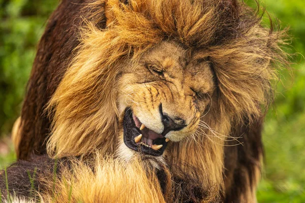 Αρσενικό Λιοντάρι Panthera Leo Πιέζει Άλλο Αρσενικό — Φωτογραφία Αρχείου