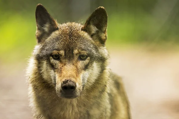 Jonge Euraziatische Wolf Canis Lupus Lupus Mooi Portret — Stockfoto