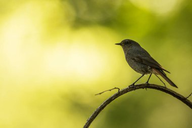 female black redstart (Phoenicurus ochruros) Sitting in the backlight in a tree