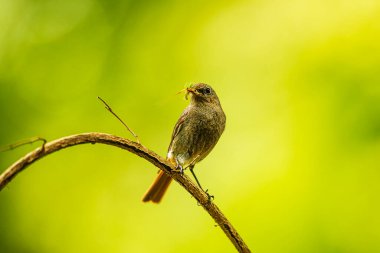 female black redstart (Phoenicurus ochruros) holds an insect in its beak
