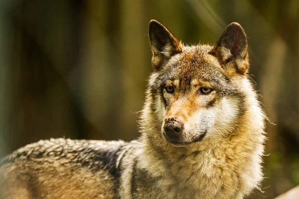 Mannelijke Euraziatische Wolf Canis Lupus Lupus Portret Zijn Kaak Misvormd — Stockfoto