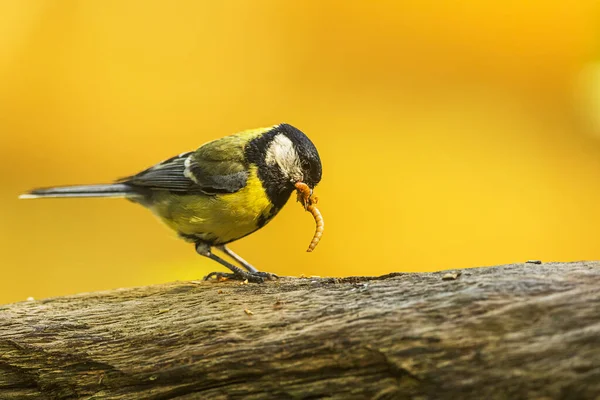 Hungry Great Tit Parus Major Pulling Worm Out Woodwork — Stock Fotó
