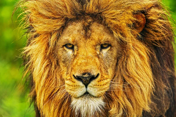 Lion Panthera Leo Close Portrait — Fotografia de Stock