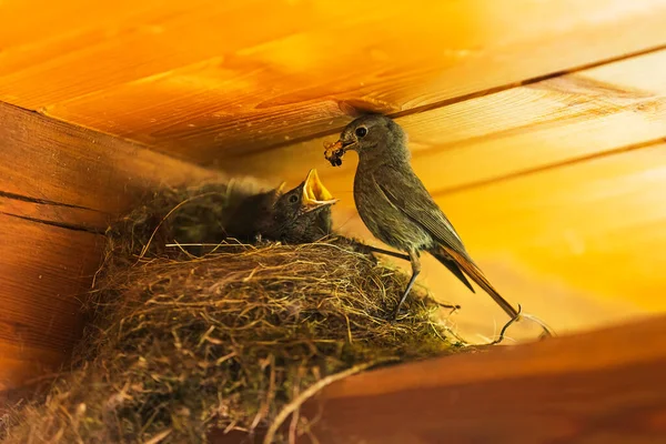 Male Black Redstart Phoenicurus Ochruros Feeds Young Nest — Foto de Stock