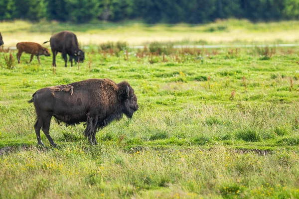 Mâle Bison Amérique Bison Bison Dans Les Pâturages — Photo