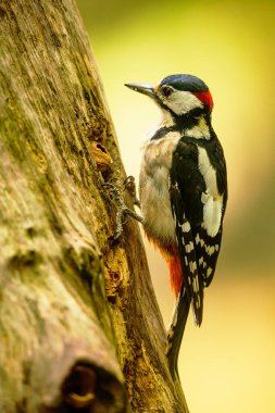 Büyük benekli ağaçkakan Dendrocopos binbaşı yaşlı bir ağaçta hoplayıp zıplıyor.