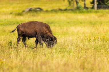 Erkek Amerikan bizonu (bizon bizonu) genç bir boğa otluyor.