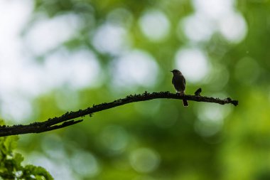 black redstart (Phoenicurus ochruros) is on a branch in the opposite light