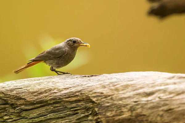 Black Redstart Phoenicurus Ochruros Posing Worm Its Beak — Stockfoto