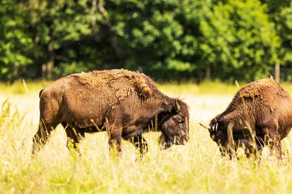 Mâle Bison Amérique Bison Bison Ils Passent Par Pâturage — Photo