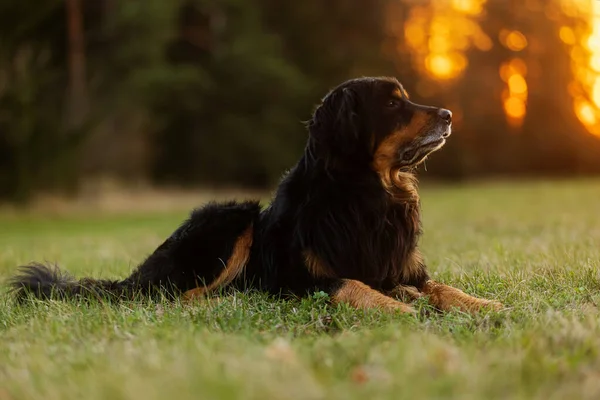 Dog Hovawart Gold Black Resting Worthily Sunset —  Fotos de Stock