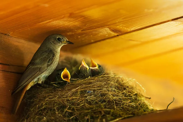 Black Redstart Phoenicurus Ochruros Sitting Nest She Has Three Young — Foto de Stock