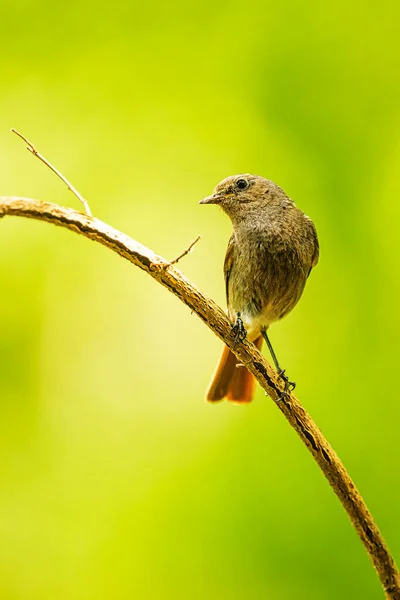 Черный Redstart Phoenicurus Ochruros Красивым Зеленым Фоном — стоковое фото