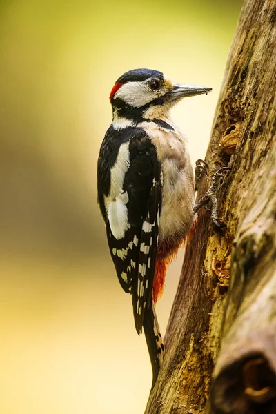 Grande Pica Pau Manchado Dendrocopos Grande Bicada Oco Uma Árvore — Fotografia de Stock