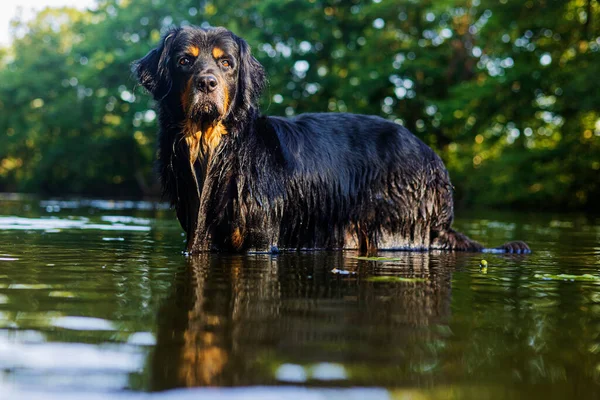 Cão Hovawart Ouro Preto Posando Majestosamente Água — Fotografia de Stock