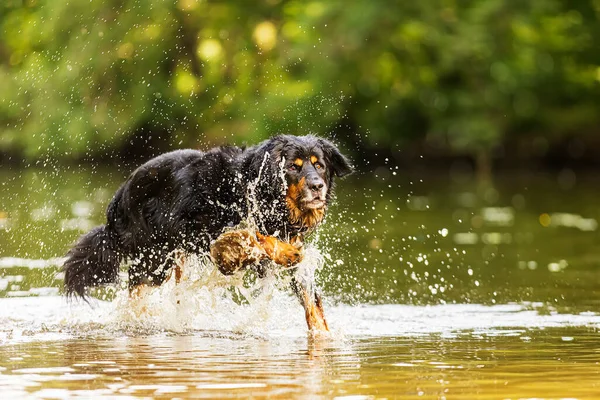 dog hovawart gold and black running swiftly and quickly through the water