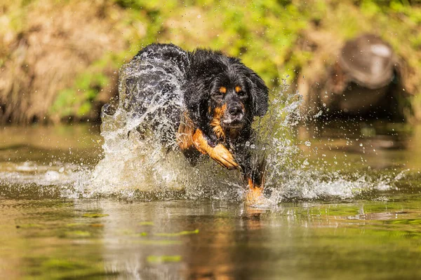 dog hovawart gold and black running through the water he splashes