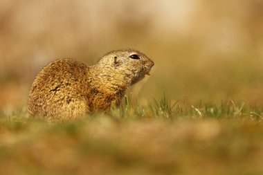 Küçük memeli, Avrupa sincabı (Spermophilus citellus) hala delikte bulunan bir parça.