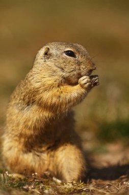 Küçük memeli, Avrupa sincabı (Spermophilus citellus) hala delikte bulunan bir parça.
