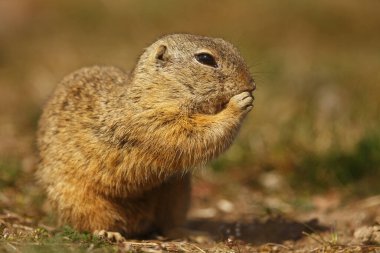 Küçük memeli, Avrupa sincabı (Spermophilus citellus) hala delikte bulunan bir parça.