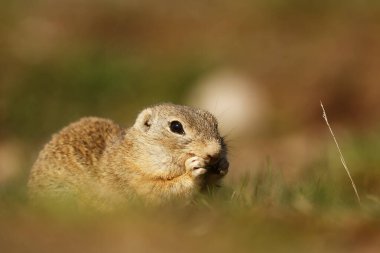 Küçük memeli, Avrupa sincabı (Spermophilus citellus) hala delikte bulunan bir parça.