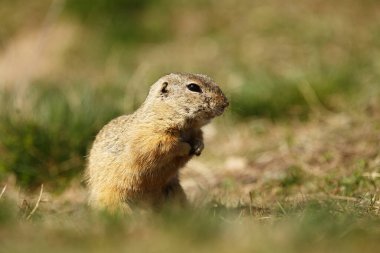 Küçük memeli, Avrupa sincabı (Spermophilus citellus) hala delikte bulunan bir parça.
