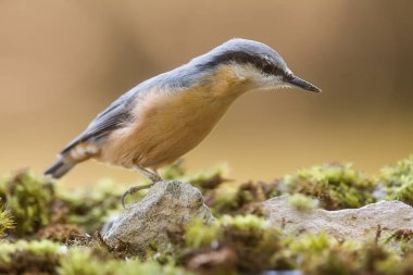 Avrasya tımarhanesi, Sitta Avrupa 