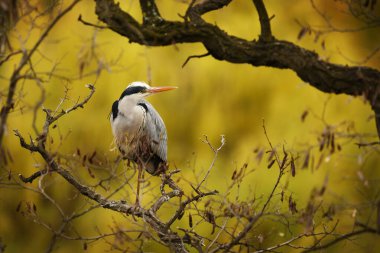 Vahşi doğada gri balıkçıl (Ardea cinerea)