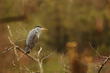 Vahşi doğada gri balıkçıl (Ardea cinerea)