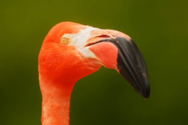  Flamingo (Phoenicopterus ruber) yeni uyandı.