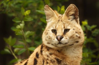 Tatlı vahşi bir kedinin portresi.