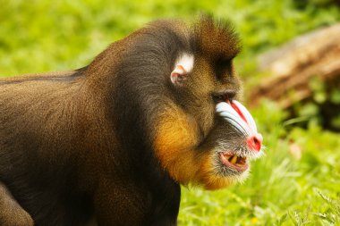 Mandrill portreyi kapat