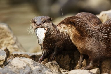 Su samuru balık yiyor.