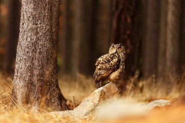Kuş, hayvan, baykuş, yaklaşın.