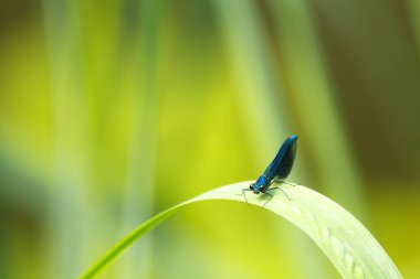 Bitkinin üzerinde oturan yusufçuğa yakın çekim