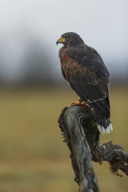 Beyaz kuyruklu kartal vahşi doğada