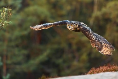 Uçan Kartal Baykuş gündüz portresi  