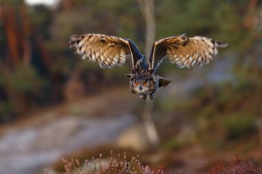 Uçan Kartal Baykuş gündüz portresi  